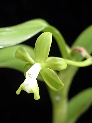 Bild von Epidendrum sp venezuela 6